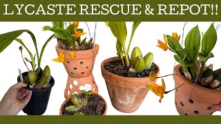 Lycaste rescue & repot!