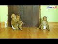 Lovely Family | Cuties Luna And Adorable Kako Playing With Orphan Baby Monkey