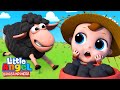 Domba Hitam | Baa Baa Black Sheep - Lagu Anak  | Little Angel Bahasa Indonesia