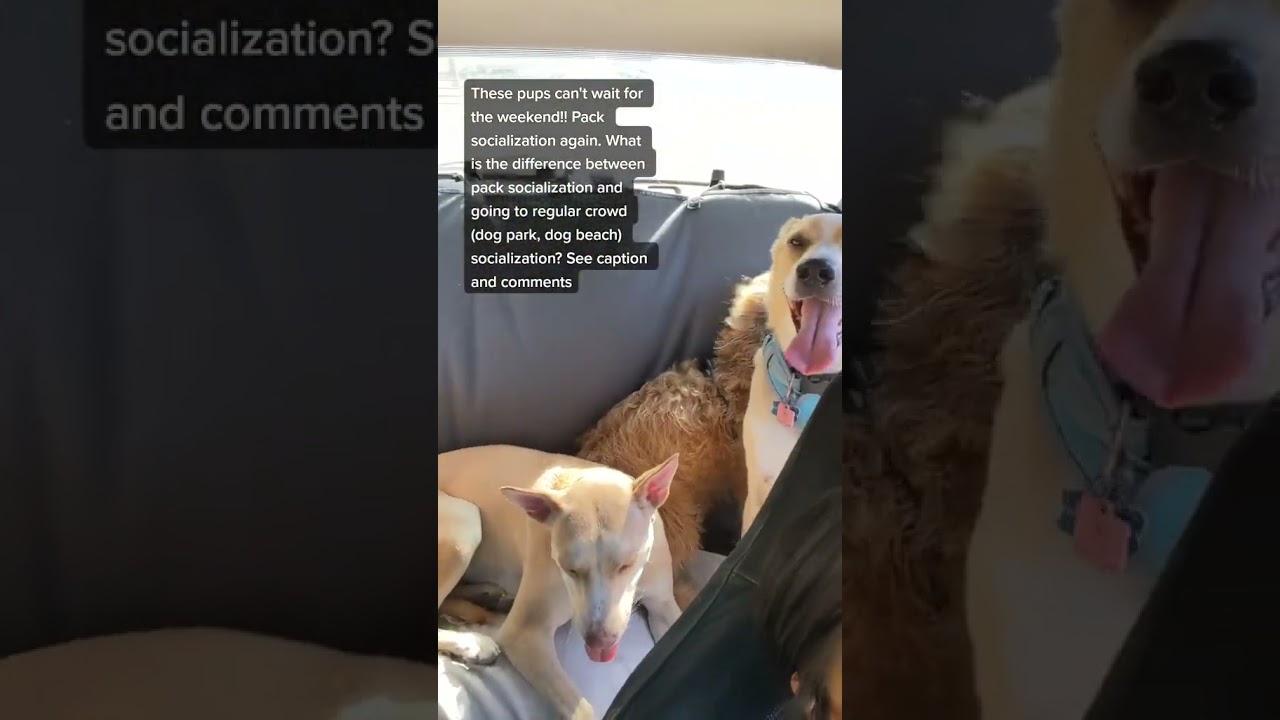 Pack socialization on the weekend 