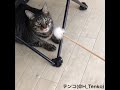猫と耳かき