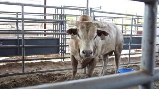 Cody Ohl Is Raising The Son Of 3X Bull Of The Year, Bushwacker