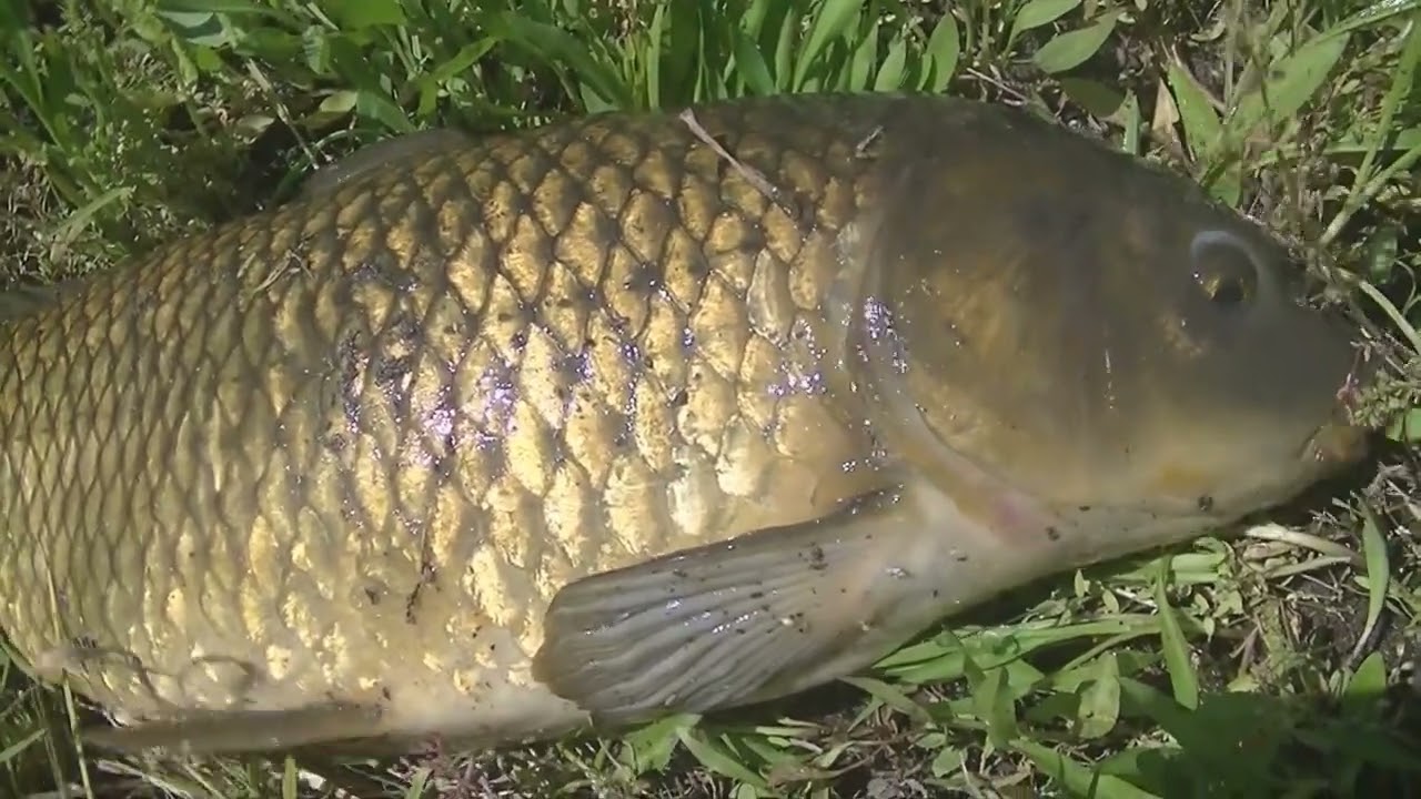 【ガサガサ漁】いつもの奴してたら大物が！？【鯉】【川遊び】