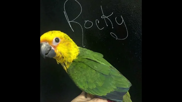 #petbird #handfed