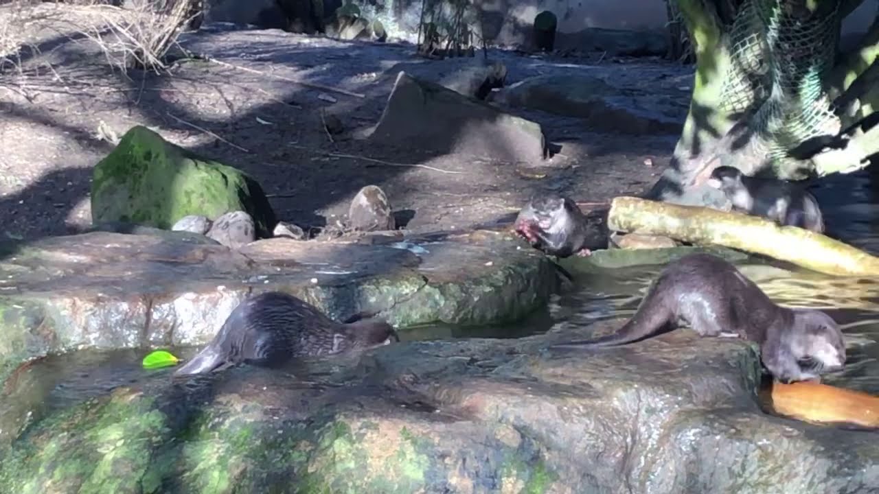 🎥 🦦 LIVE VIRTUAL ZOO DAY Feeding time with the otters YouTube