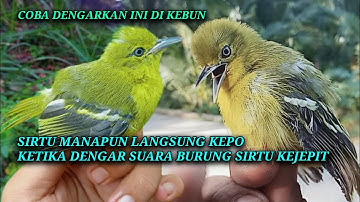 Suara pikat sirtu anti zonk. Sirtu takut/kejepit.