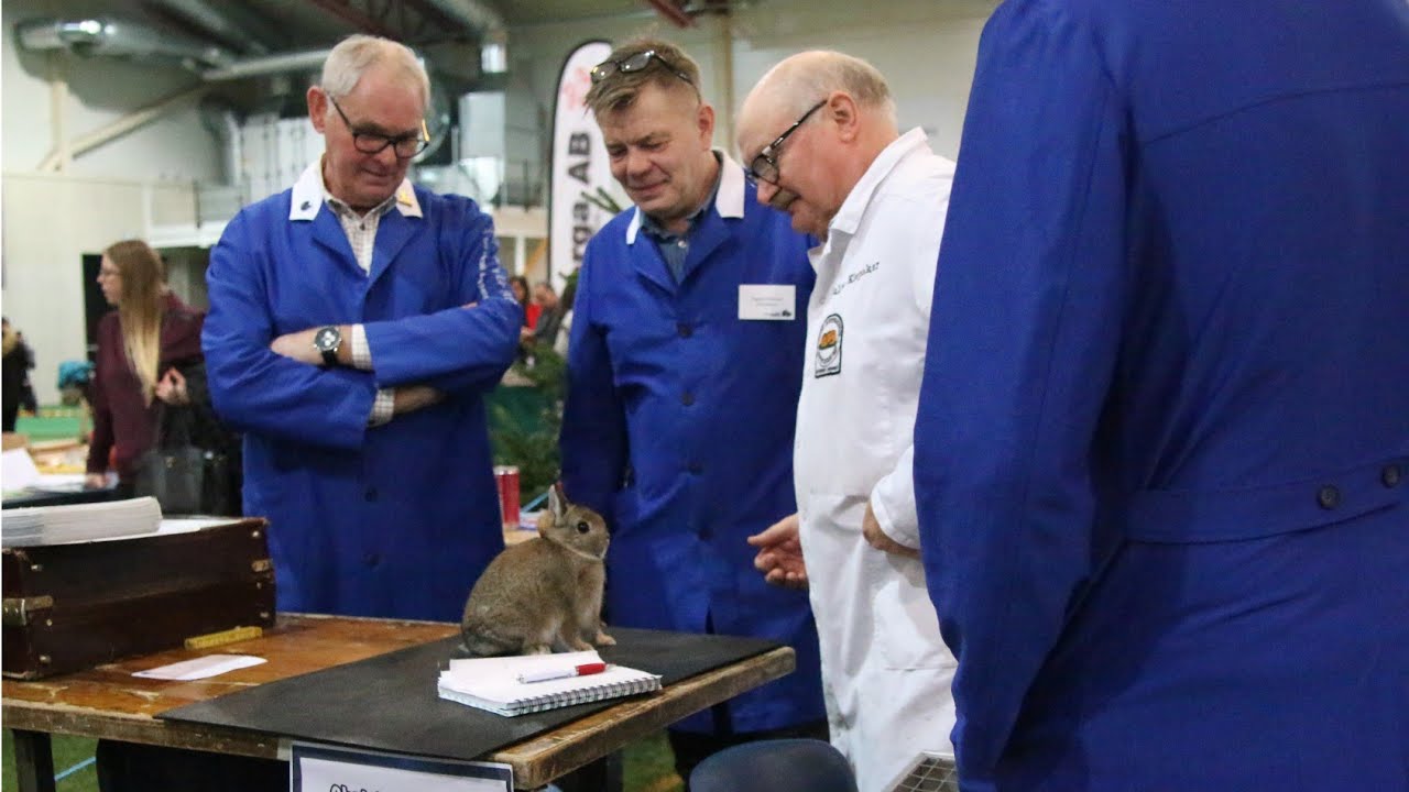 Hur går en kaninutställning till?