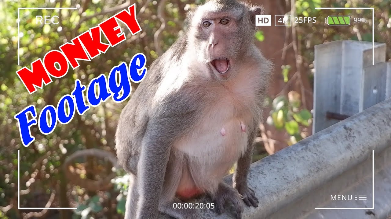 Monkeys Receiving and Eating Foods From Human Episode 3 Monkey Island YouTube