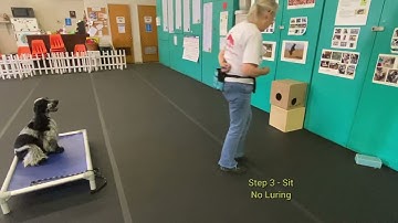 Scent Work Sit Alert Training - Step 3