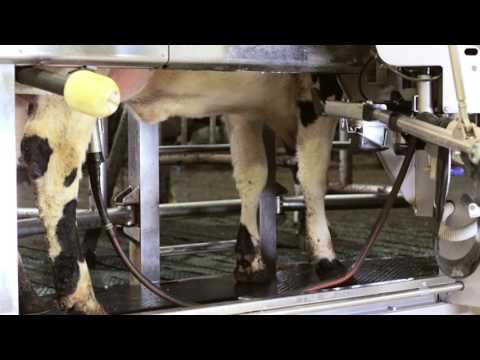 Video: Hvorfor må kuer melkes?