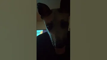 The Fear In His Eyes 