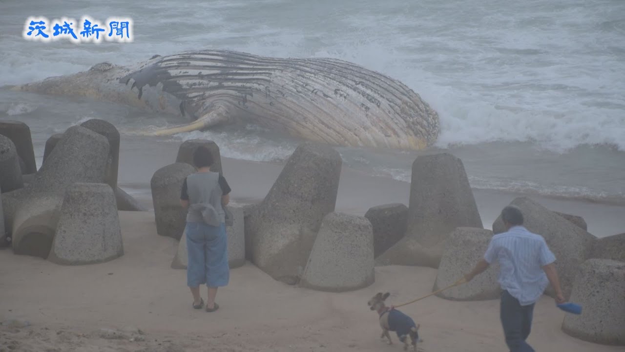 ザトウクジラ1頭の死骸漂着 日立・伊師浜海岸 - YouTube