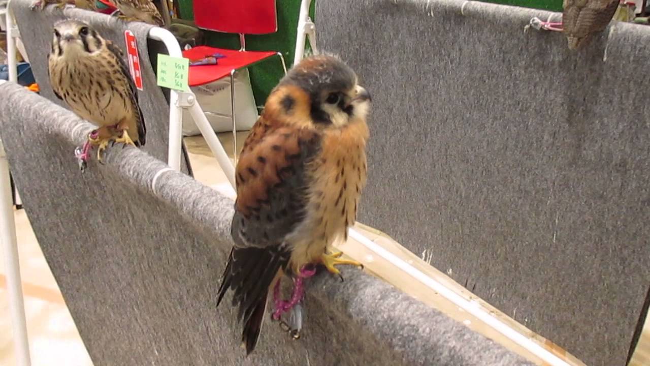 アメリカチョウゲンボウ American Kestrel の鳴き声 Youtube