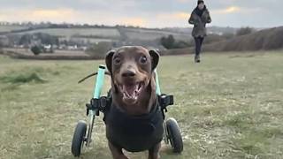 Paralyzed dog discovers amazing human invention called wheelchair