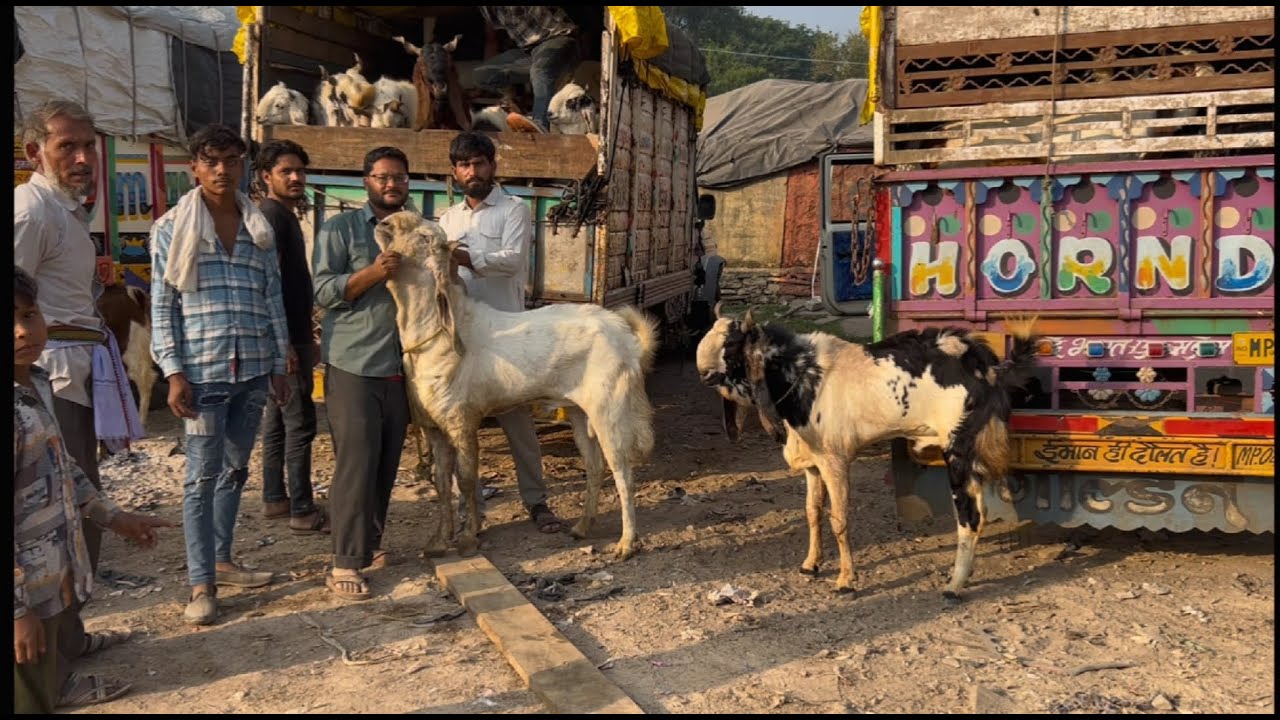Rajasthan goat market Kota bakra mandi live updet cover with 18th October 2025