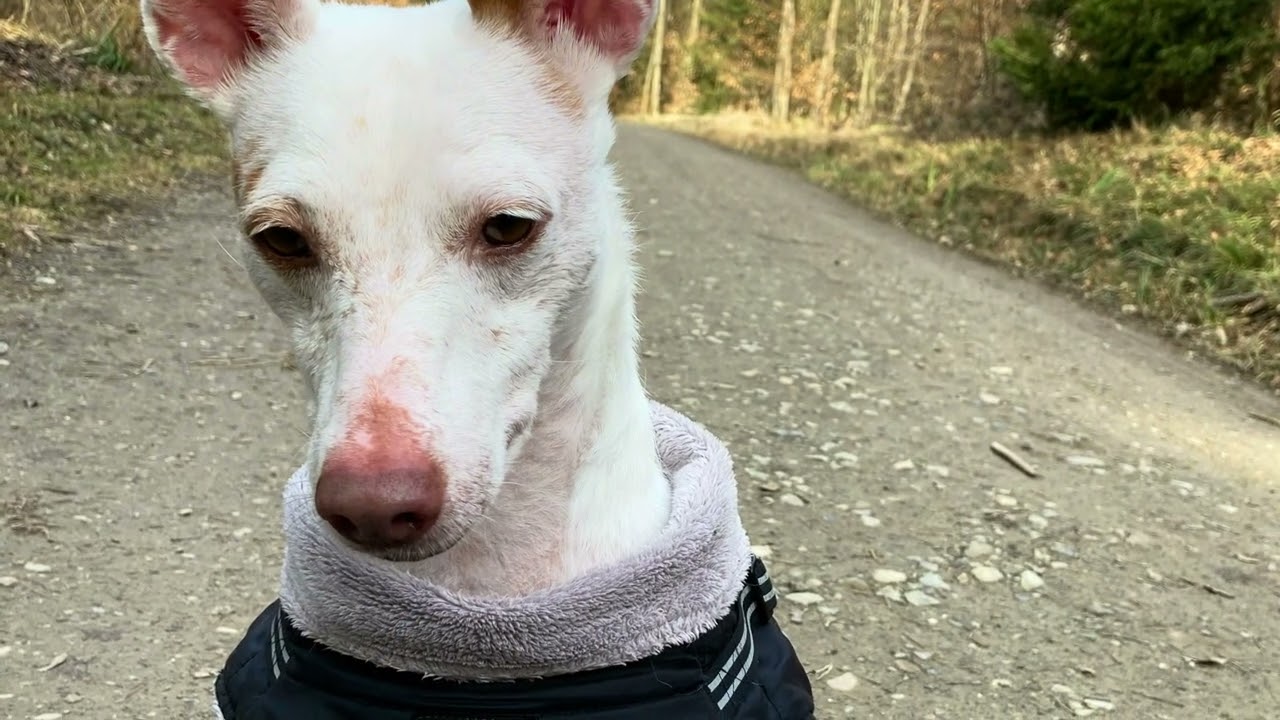 „9 Jahre an meiner  Seite“ 💚🐾