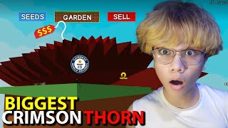 Grow A Garden - I Made The BIGGEST CRIMSON THORN