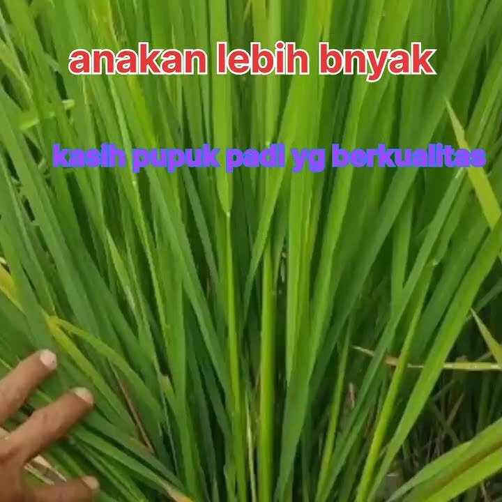 Anakan padi lebih banyak,kasih pupuk padi yang berkualitas/ukur ph tanah.#padi indonesia