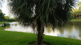 The Nature of the Sabal Palmetto, Florida's Most Common Palm.