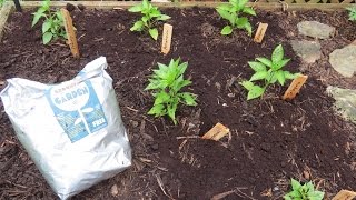 How To Use Organic Coffee Grounds In, Coffee Grounds Good For Tomato Plants