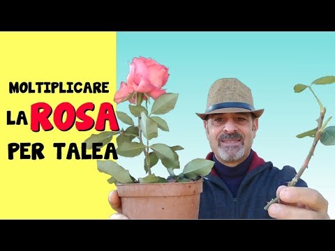 Video: Come Fare Talee Di Rose