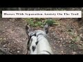 Horses Who Have Separation Anxiety On The Trail