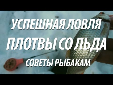 прикормка и снасти для ловли плотвы зимой