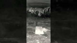 Mouse Hunt In Crawl Space