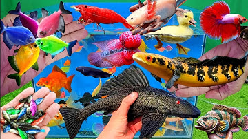 Video tổng hợp cá cảnh đẹp, vịt, vịt con, cá koi, cá trê, cá vàng ranchu, cá chim, tôm cảnh