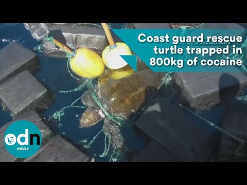 Coast guard rescue turtle trapped in 800kg of cocaine