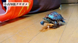 【ASMR】シュール可愛いwwwクサガメ軍曹の名場面集🐢🛹🐱🐱【#猫と亀 】