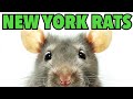 Why New York Has So many Rats #NewYork #NYC #Rat