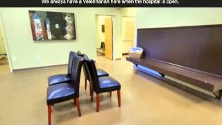 Best Veterinarian - Westside Animal Emergency Clinic In Lithia Springs, GA  - Top Notch Service