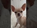 Хочешь вкусняшек ищи работу 😆😂