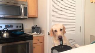Dog Steals Food Like An FBI Agent, and Knows Double Check.