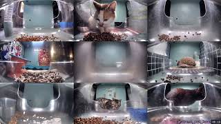 12 Hours of Hello Street Cats 😺💞 4/25/26 Pt 1