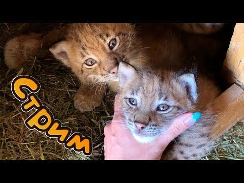 Рысята в прямом эфире! - Рысята в прямом эфире!
