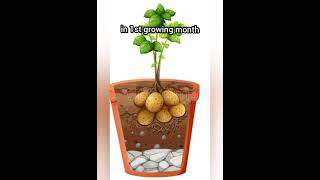 Best fertilizer for potato 🥔😎 #shorts #gardening #potato