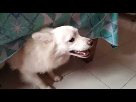 Alex my puppy funny running and barking video ||  Indian spitz dog funny video