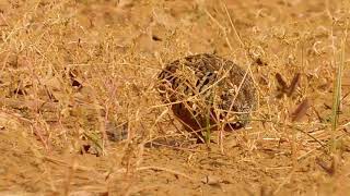 Barred Buttonquail