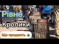 Рівне/ринок кроликів/8.05.2022.