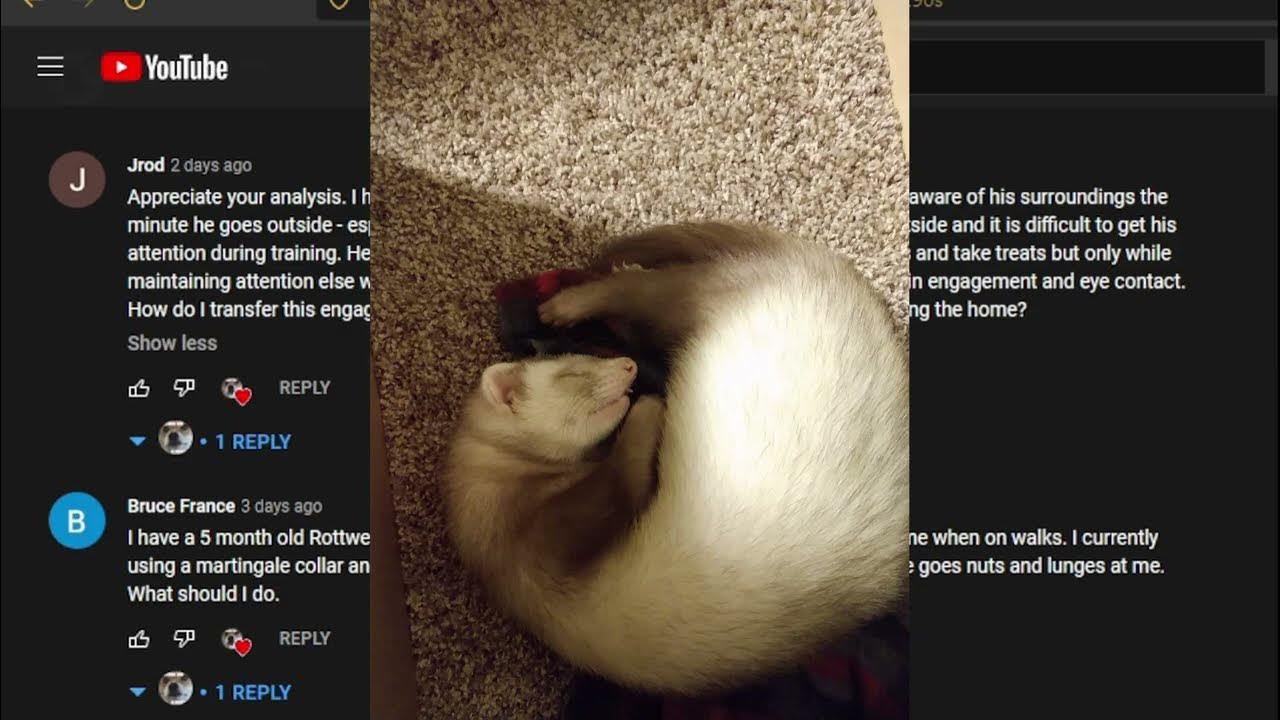 Answering Dog Training Questions! YouTube