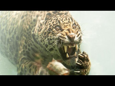 Kupas Tuntas Informasi dan Fakta Tentang Jaguar
