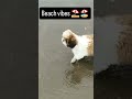 Beach vibes ⛱️ #rio #beach #doglove #pets #trending #trendingnow #youtubeshorts #funny #cute
