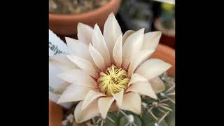 How To Fertilise A Cactus Flower And Harvest The Seeds