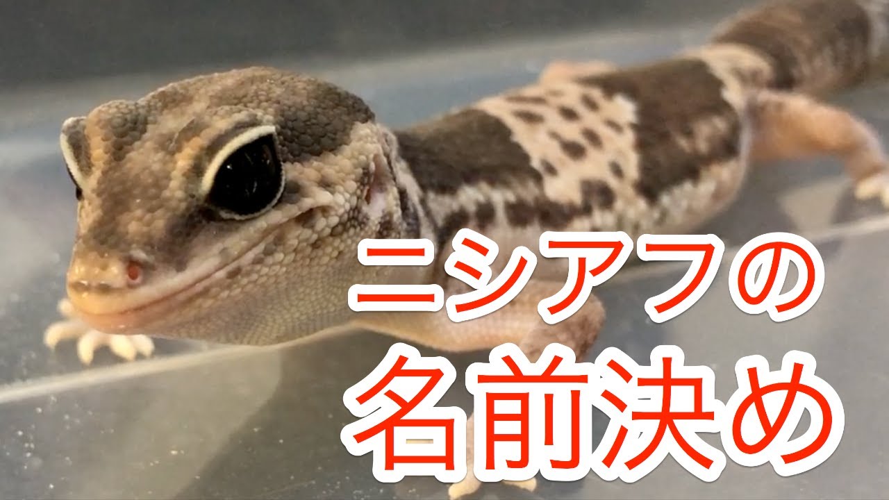 にしあふ　904040 Unique Sensibilities) A Reptile-Loving Couple's Distinctive Way of