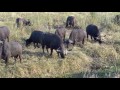 Lions versus Buffaloes: Ruaha NP Tanzania