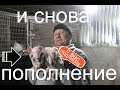 Рождение здорового потомства.