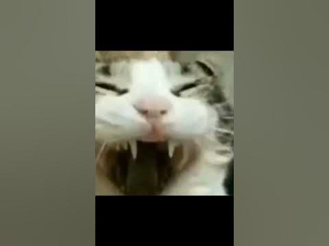 Кот смеётся - YouTube