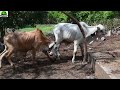 Girolando Gyr Puro Sardo Negro Holstein Rojo buena genetica-El Salvador en el Campo